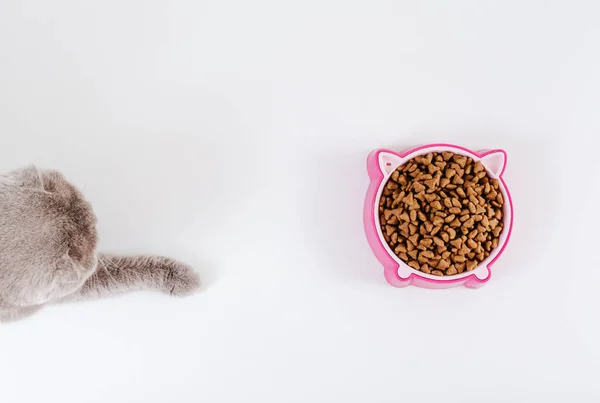 Rosa Katt Mat Skål Och Grå Söt Katt Vit Bakgrund — Stockfoto
