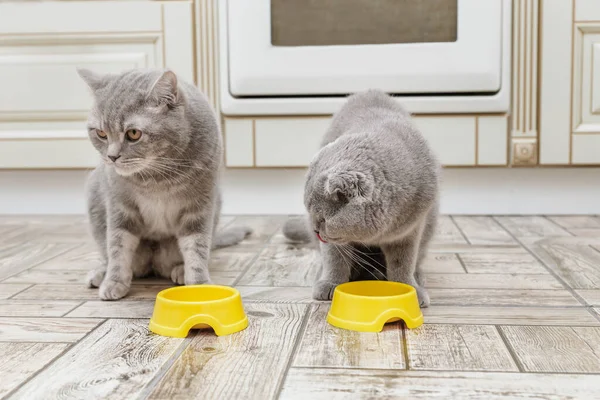 Two grey Scottish cats eat food from a yellow cat bowls in the kitchen.