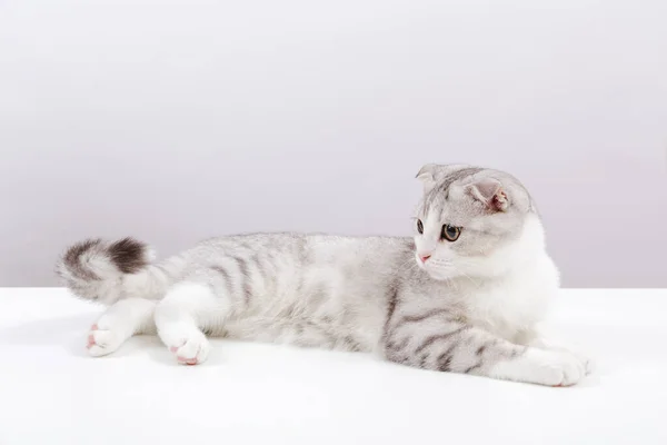 Retrato Pequeño Gato Lindo Sobre Fondo Blanco Pliegue Escocés Gatito — Foto de Stock