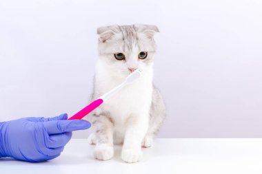 Mavi eldivenli kadın veteriner elinde kedileri için diş fırçası tutuyor. Hayvan hastanesinde kedi yavrusunu muayene eden veteriner doktor. Beyaz arkaplan.