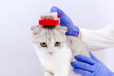 Mavi eldivenli kadın veteriner elinde fırça ve kedi kürkü tutuyor. Veteriner doktor kediyi tımar ediyor, hayvanın kişisel hijyeni. Beyaz arkaplan.