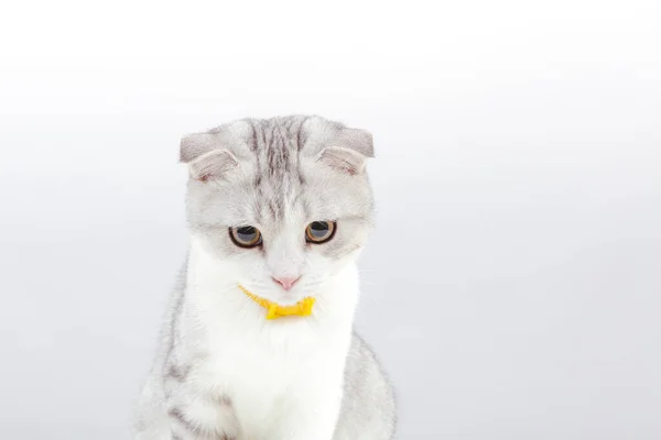 白色背景上的小可爱猫的肖像 苏格兰卷曲的胖胖的小猫 黄色的眼睛很滑稽 复制空间 — 图库照片