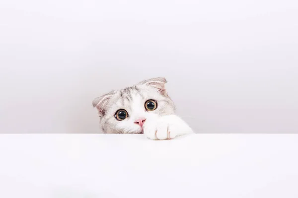 Portrét Malé Roztomilé Kočky Bílém Pozadí Skrytá Kočka Skotské Skládací Stock Obrázky