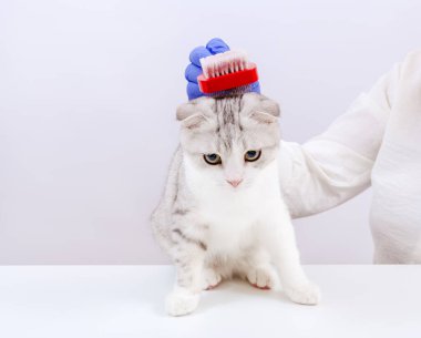 Mavi eldivenli kadın veteriner elinde fırça ve kedi kürkü tutuyor. Veteriner doktor kediyi tımar ediyor, hayvanın kişisel hijyeni. Beyaz arkaplan.