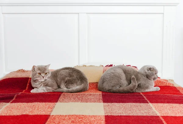 Two gray Scottish cats on the sofa. Beautiful striped cats lie on the red woolen plaid.