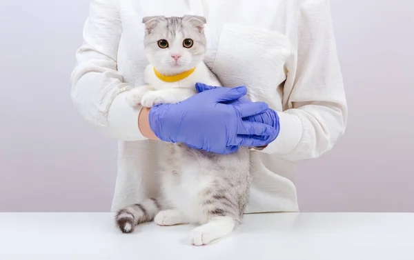 Γυναίκα Κτηνίατρος Μπλε Γάντια Κρατώντας Μια Μικρή Χαριτωμένη Γάτα Στα — Φωτογραφία Αρχείου