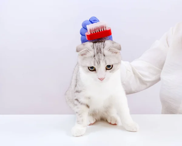 Female vet in blue gloves holding a brush and brushing cat fur. Vet doctor grooming the cat, personal hygiene of the animal. White background.