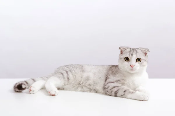 白色背景上的小可爱猫的肖像 苏格兰卷曲的胖胖的小猫 黄色的眼睛很滑稽 复制空间 — 图库照片