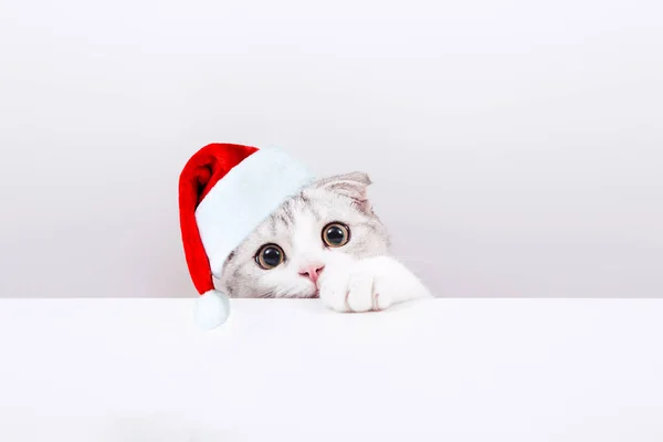 Portrét Malé Roztomilé Kotě Červeném Vánočním Klobouku Bílém Pozadí Skotské Stock Fotografie