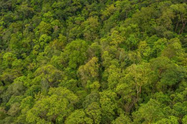 Aerial top view forest tree, Rainforest ecosystem and healthy environment concept and background, Texture of green tree forest view from above. Background.