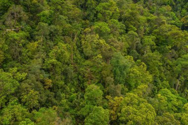 Aerial top view forest tree, Rainforest ecosystem and healthy environment concept and background, Texture of green tree forest view from above. Background.