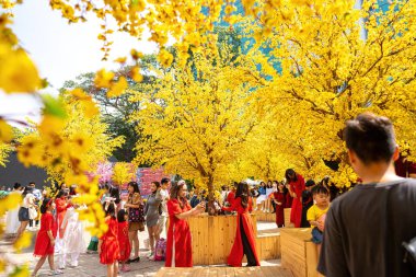 Ho Chi Minh city, Vietnam - 14 Jan 2023: Vietnamese lunar new year. People wear Vietnam tradition ao dai to take pictures on street with yellow flower apricot in Tet holidays.