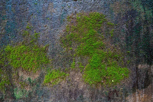 Μος Υφή Φόντο Moss Πράσινα Βρύα Grunge Υφή Υγρό Φόντο — Φωτογραφία Αρχείου