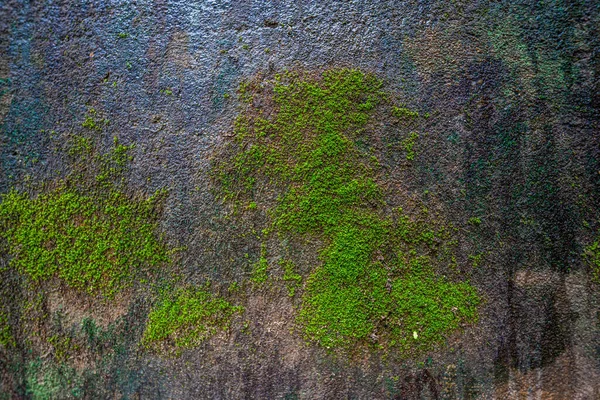Μος Υφή Φόντο Moss Πράσινα Βρύα Grunge Υφή Υγρό Φόντο — Φωτογραφία Αρχείου