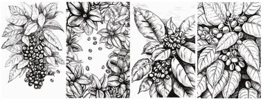 Çiçekli, yapraklı ve fasulyeli kahve ağacı dalları. Botanik çizimi, robot resim. Çizgi tasarımı. Gerçekçi doğa tarzı. Organik çizim