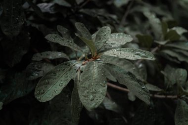 Yeşil yaprak arka planının doğa görünümünü kapatın. Düz uzanış, koyu doğa kavramı, yağmur damlacıkları, koyu yeşil yaprak dokusu arka plan