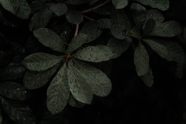 Yeşil yaprak arka planının doğa görünümünü kapatın. Düz uzanış, koyu doğa kavramı, yağmur damlacıkları, koyu yeşil yaprak dokusu arka plan