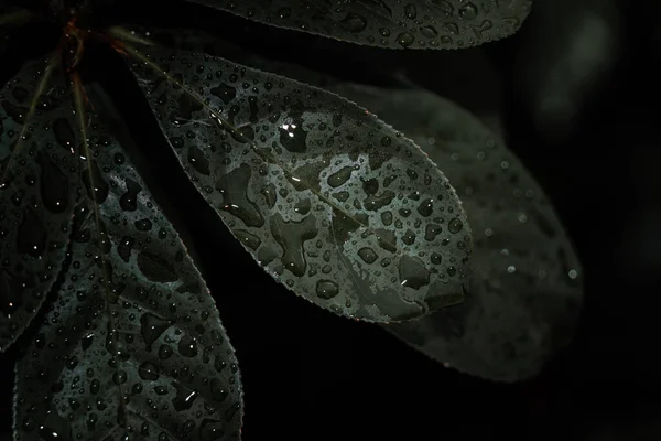 Close Θέα Φύση Του Πράσινου Φόντο Φύλλων Επίπεδη Lay Σκοτεινή — Φωτογραφία Αρχείου