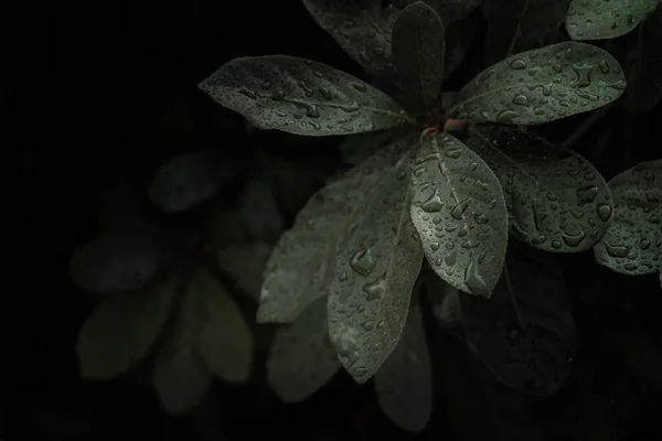緑の葉の背景の自然観を閉じてください 濃い緑の葉のテクスチャの背景とフラットレイアウト 暗い自然コンセプト — ストック写真