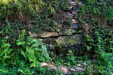 Tırmanma bitkileriyle kaplı eski taş duvar. Doku ve doğa kavramı