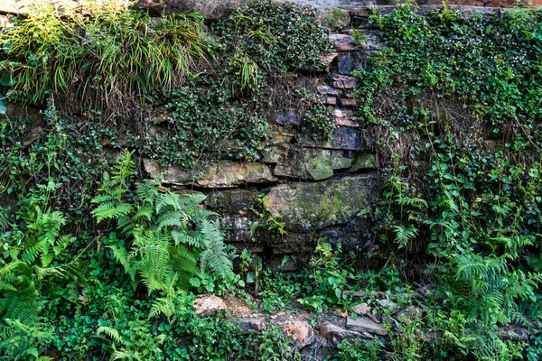 Old stone wall overgrown with climbing plants. Texture and nature concept