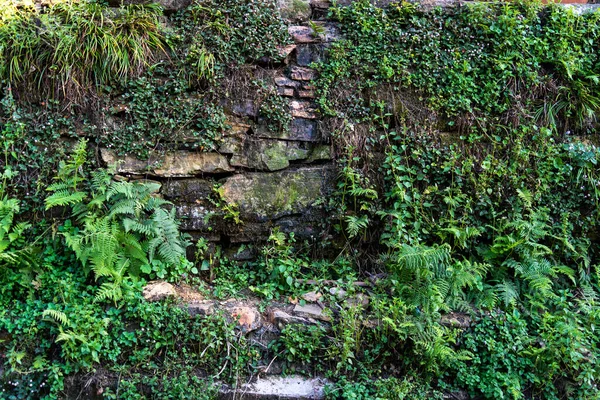 古い石の壁の植物登山で生い茂った テクスチャと自然コンセプト — ストック写真