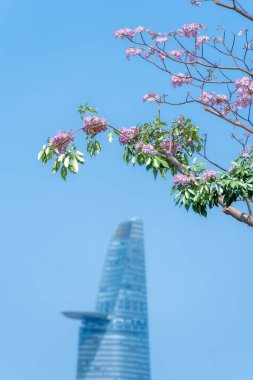 Tabebuia gül ağaçları veya pembe trompet ağaçları Vietnam 'ın Ho Chi Minh şehrinde yol boyunca çiçek açıyorlar. Mavi gökyüzünde Bitexco kulesi çok uzakta. Seçici odak.