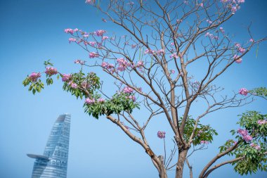 Tabebuia gül ağaçları veya pembe trompet ağaçları Vietnam 'ın Ho Chi Minh şehrinde yol boyunca çiçek açıyorlar. Mavi gökyüzünde Bitexco kulesi çok uzakta. Seçici odak.
