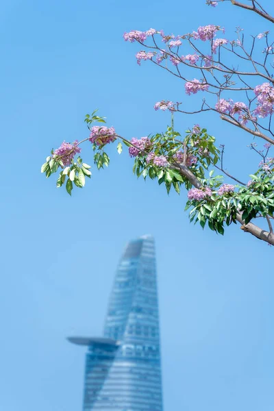 Tabebuia gül ağaçları veya pembe trompet ağaçları Vietnam 'ın Ho Chi Minh şehrinde yol boyunca çiçek açıyorlar. Mavi gökyüzünde Bitexco kulesi çok uzakta. Seçici odak.