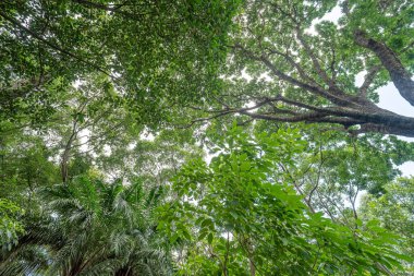 Orman, yemyeşil yapraklar, uzun ağaçlar. Yeşil yaprakları ve güneş ışığı olan bir ağaç. Alt görünüm arkaplanı. Aşağıdaki ağaç. Doğa konsepti