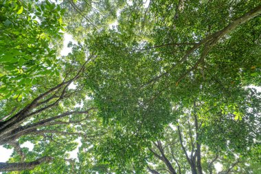 Orman, yemyeşil yapraklar, uzun ağaçlar. Yeşil yaprakları ve güneş ışığı olan bir ağaç. Alt görünüm arkaplanı. Aşağıdaki ağaç. Doğa konsepti
