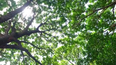 Orman, yemyeşil yapraklar, uzun ağaçlar. Yeşil yaprakları ve güneş ışığı olan bir ağaç. Alt görünüm arkaplanı. Aşağıdaki ağaç. Doğa konsepti