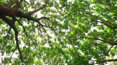 Orman, yemyeşil yapraklar, uzun ağaçlar. Yeşil yaprakları ve güneş ışığı olan bir ağaç. Alt görünüm arkaplanı. Aşağıdaki ağaç. Doğa konsepti