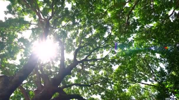 Las Bujne Liście Wysokie Drzewa Drzewo Zielonymi Liśćmi Słońcem Widok — Wideo stockowe