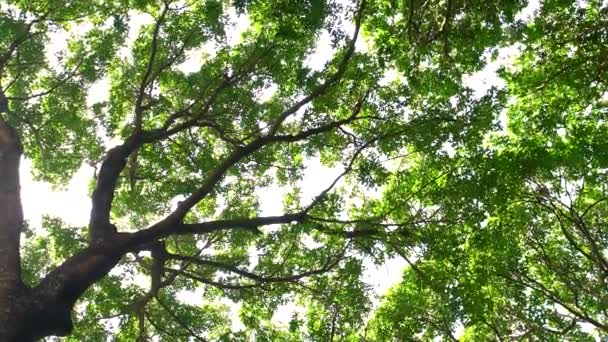 Floresta Folhagem Exuberante Árvores Altas Árvore Com Folhas Verdes Luz — Vídeo de Stock