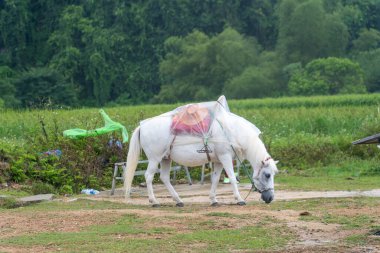 Detian ya da Ban Gioc şelalesinin manzarası, Cao Bang, Vietnam. Ban Gioc şelalesi dünyanın en iyi 10 şelalesinden biridir. Seyahat ve manzara konsepti.