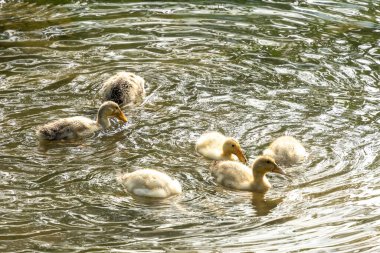 Vietnam 'ın Cao Bang bölgesindeki gölde ördek sürüsü.