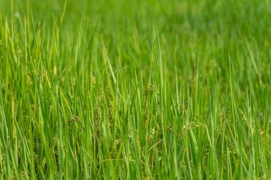 Paddy 'nin kulağına pirinç tohumları yakın. Güzel pirinç tarlası ve pirinç kulağı. Pirinç tarlalarına çiy damlası. Tarım üretim geçmişi. Cao Bang vilayetinde, Vietnam, Asya. Seçici odak.