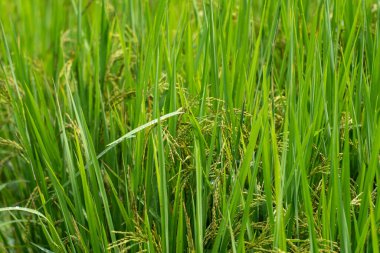 Paddy 'nin kulağına pirinç tohumları yakın. Güzel pirinç tarlası ve pirinç kulağı. Pirinç tarlalarına çiy damlası. Tarım üretim geçmişi. Cao Bang vilayetinde, Vietnam, Asya. Seçici odak.