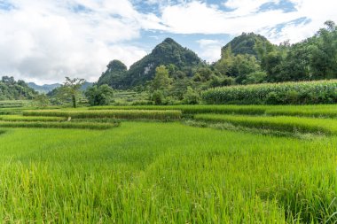Paddy 'nin kulağına pirinç tohumları yakın. Güzel pirinç tarlası ve pirinç kulağı. Pirinç tarlalarına çiy damlası. Tarım üretim geçmişi. Cao Bang vilayetinde, Vietnam, Asya. Seçici odak.