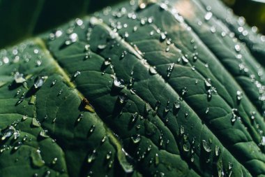 Sabahları çiy damlaları güneşte parlar. Yeşil yapraklı makroda saydam yağmur suyu damlaları. Doğadaki güzel yaprak dokusu. Doğal arka plan. Seçici odak