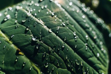 Sabahları çiy damlaları güneşte parlar. Yeşil yapraklı makroda saydam yağmur suyu damlaları. Doğadaki güzel yaprak dokusu. Doğal arka plan. Seçici odak