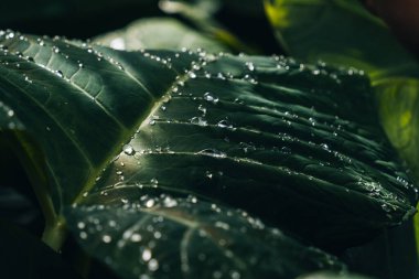 Sabahları çiy damlaları güneşte parlar. Yeşil yapraklı makroda saydam yağmur suyu damlaları. Doğadaki güzel yaprak dokusu. Doğal arka plan. Seçici odak