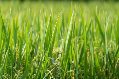 Paddy 'nin kulağına pirinç tohumları yakın. Güzel pirinç tarlası ve pirinç kulağı. Pirinç tarlalarına çiy damlası. Tarım üretim geçmişi. Cao Bang vilayetinde, Vietnam, Asya. Seçici odak.
