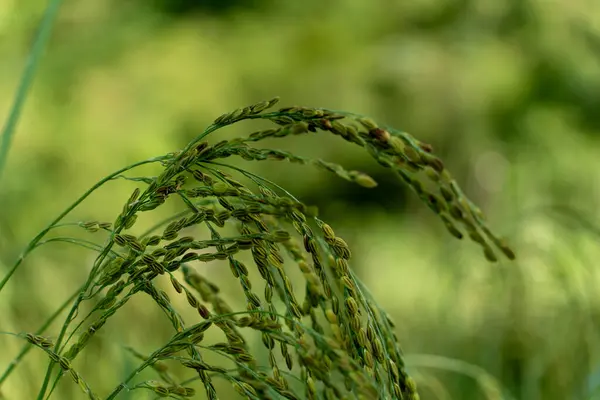 stock image Close up to rice seeds in ear of paddy. Beautiful rice field and ear of rice. Dew drops on rice fields. Agricultural production background. In Cao Bang province, Vietnam, Asia. Selective focus.