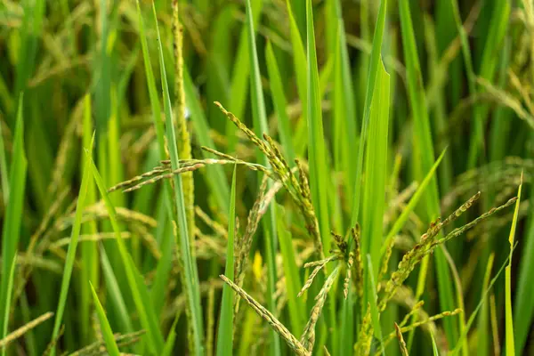Close Rice Seeds Ear Paddy Beautiful Rice Field Ear Rice — Stock Photo, Image