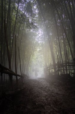 Çiftçi manzarası, Phong Nam Vadisi, Cao Bang vilayeti, Vietnam nehir, doğa, yeşil pirinç tarlaları ile eve pirinç taşır. Seyahat ve manzara konsepti.