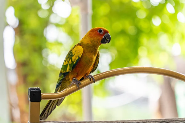 Beautiful colorful sun conure parrot birds. Aratinga solstitialis - exotic pet adorable. Selective focus