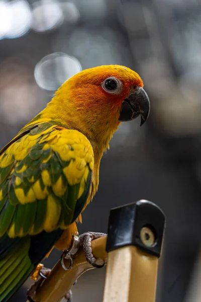 Beautiful colorful sun conure parrot birds. Aratinga solstitialis - exotic pet adorable. Selective focus