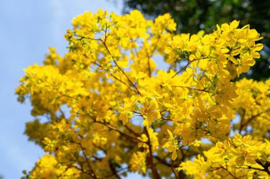 Hoa Mai ağacı (Ochna Integerrima) çiçeği, Vietnam 'da geleneksel ay yeni yılı (Tet bayramı). Kayısı, bahar bahçesinde parlak sarı çiçekler açar. Seçici odak.